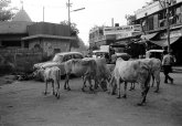 Święte Krowy, Delhi
