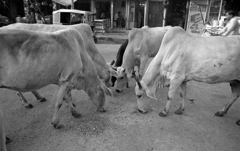 Święte Krowy, Delhi lata 80 te