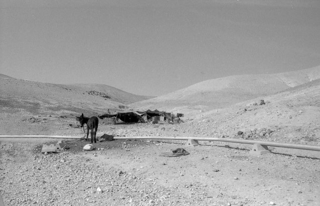 obozowisko Beduinów na pustyni
