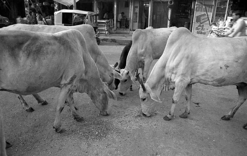 Święte Krowy, Delhi lata 80 te